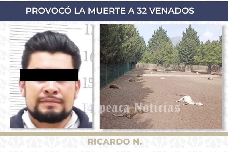 Dan sentencia de 6 años de prisión a sujeto por crueldad animal que  provocó la muerte a 32 venados
