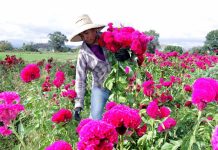 Puebla líder en producción de cempasúchil y terciopelo; concentra el 72 por ciento nacional