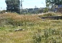Hallan cadáver de persona ultimada en San Luis Ajajalpan en Tecali de Herrera.