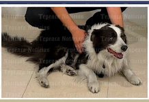 Recuperan camioneta y perro, robada a turistas en Tecamachalco