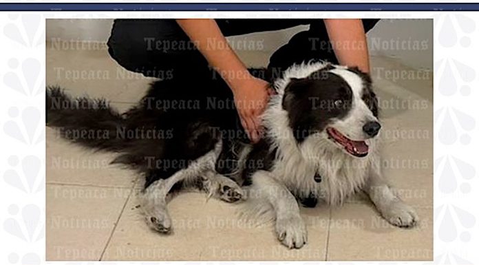 Recuperan camioneta y perro, robada a turistas en Tecamachalco